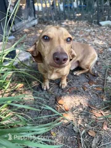 Did – Miniature Dachshund puppy for sale in Panama City Beach, FL