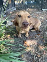 Did, a male Miniature Dachshund for sale in Panama City Beach, FL – 1 of 3