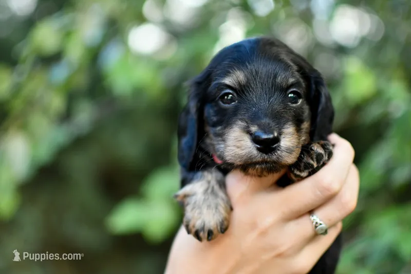 Rose  – Miniature Dachshund puppy for sale in Panama City Beach, FL