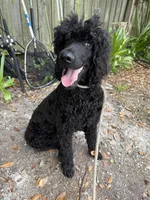 Poe , a female Poodle - Standard  for sale in Panama City Beach, FL – 2 of 2