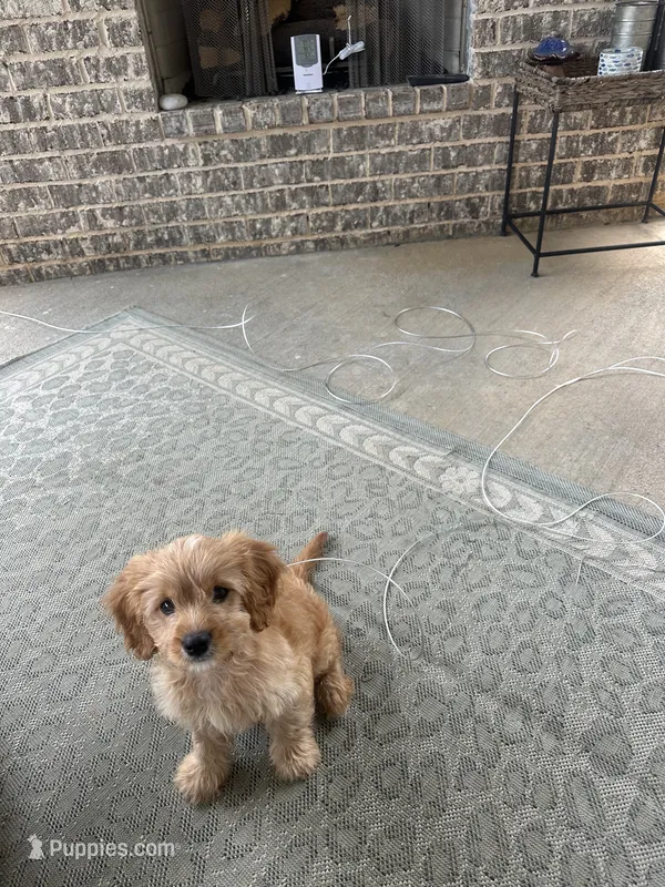 Beau – Cavapoo puppy for sale in Murfreesboro, TN