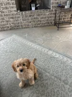 Beau, a male Cavapoo for sale in Murfreesboro, TN – 1 of 4