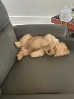 Beau, a male Cavapoo for sale in Murfreesboro, TN – 2 of 4