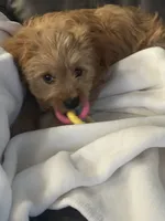 Beau, a male Cavapoo for sale in Murfreesboro, TN – 3 of 4