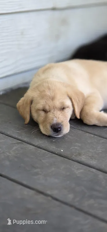 Thunder – Border Collie, Labrador Retriever puppy for sale in Ferndale, CA