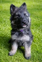 King, a male German Shepherd Dog for sale in Harrisburg, PA – Photo 3 of 3