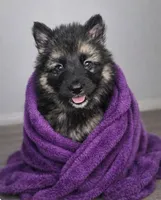 King, a male German Shepherd Dog for sale in Harrisburg, PA – Photo 1 of 3