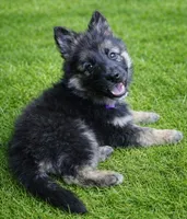 King, a male German Shepherd Dog for sale in Harrisburg, PA – Photo 2 of 3