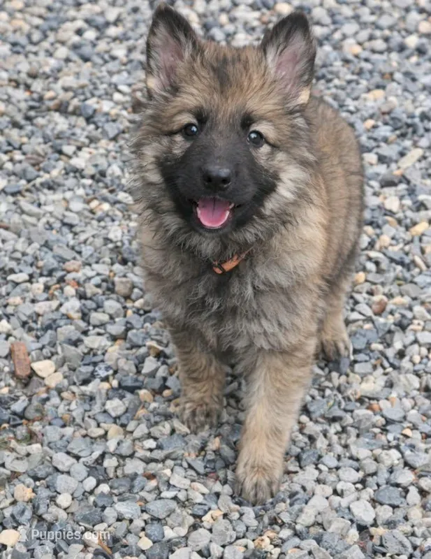 Queen – German Shepherd Dog puppy for sale in Harrisburg, PA