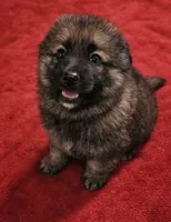 Big Red, a male German Shepherd Dog for sale in Harrisburg, PA – Photo 2 of 3