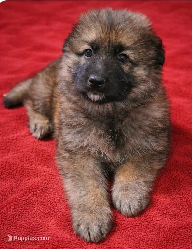 Big Red – German Shepherd Dog puppy for sale in Harrisburg, PA