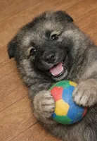 Big Red, a male German Shepherd Dog for sale in Harrisburg, PA – Photo 3 of 3