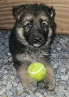 Rambo, a male German Shepherd Dog for sale in Harrisburg, PA – Photo 3 of 4