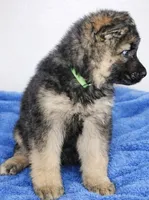 Rambo, a male German Shepherd Dog for sale in Harrisburg, PA – Photo 2 of 4