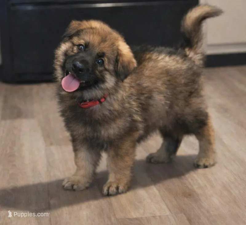 Rambo – German Shepherd Dog puppy for sale in Harrisburg, PA