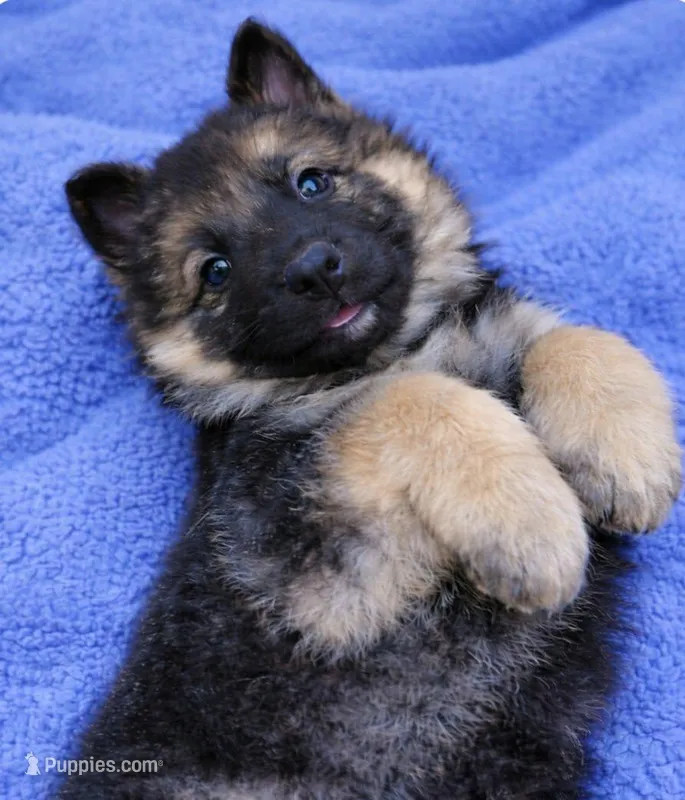 Rambo – German Shepherd Dog puppy for sale in Harrisburg, PA
