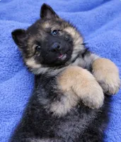 Rambo, a male German Shepherd Dog for sale in Harrisburg, PA – Photo 1 of 4