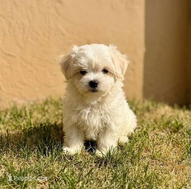 ""Butter"" – Maltipoo, Poodle - Toy  puppy for sale in Carson, CA