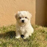 ""Butter"", a male Maltipoo and Poodle - Toy  for sale in Carson, CA – 1 of 1