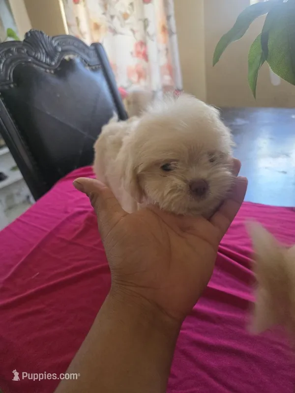 Toto – Maltipoo puppy for sale in Los Angeles, CA