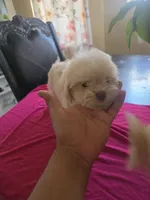 Toto, a female Maltipoo for sale in Los Angeles, CA – 1 of 1