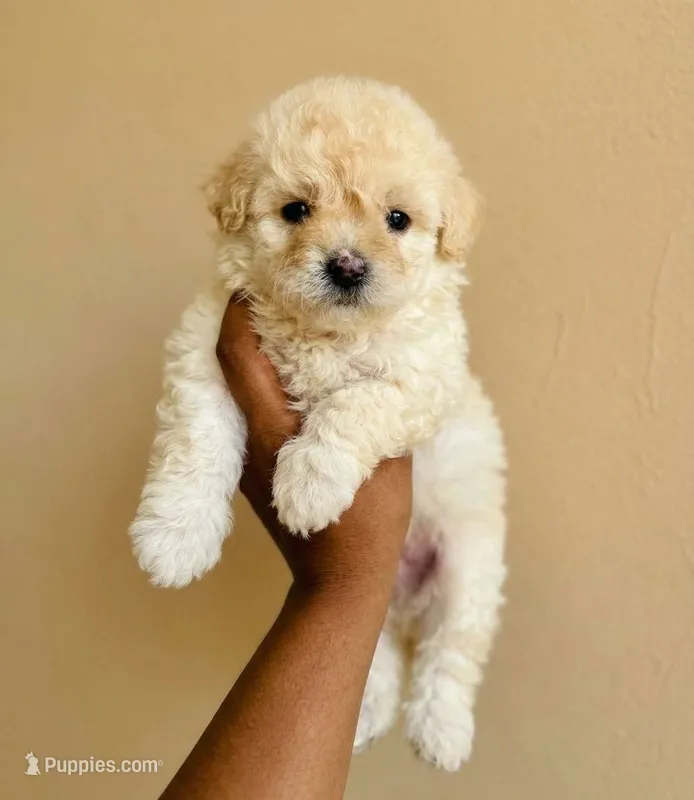 '''Kim"" – Maltipoo, Poodle - Toy  puppy for sale in Carson, CA