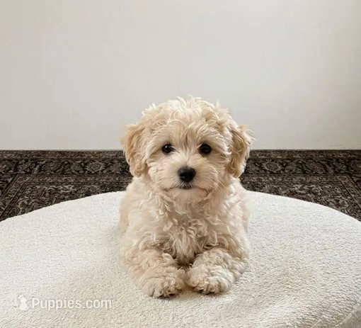 ''Kira'' – Maltipoo, Poodle - Toy  puppy for sale in Carson, CA