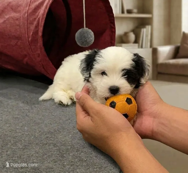 Zitu – Maltipoo, Poodle - Toy  puppy for sale in Carson, CA
