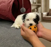Zitu, a male Maltipoo and Poodle - Toy  for sale in Carson, CA – 1 of 1