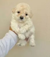 ''Zeo'', a male Maltipoo and Poodle - Toy  for sale in Carson, CA – 1 of 1