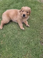 Red, a male Golden Retriever for sale in San Angelo, TX – 8 of 10