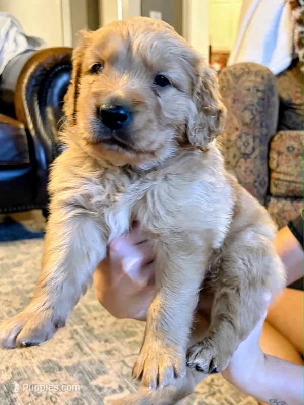 Pasco – Golden Retriever puppy for sale in San Angelo, TX