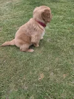 Red, a male Golden Retriever for sale in San Angelo, TX – 9 of 10