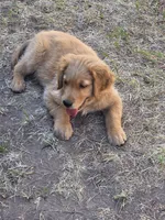 Creede, a male Golden Retriever for sale in San Angelo, TX – 9 of 10