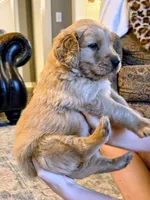 Red, a male Golden Retriever for sale in San Angelo, TX – 4 of 10
