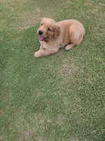 Red, a male Golden Retriever for sale in San Angelo, TX – 6 of 10