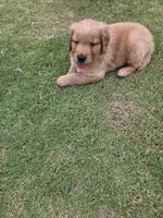 Red, a male Golden Retriever for sale in San Angelo, TX – 5 of 10