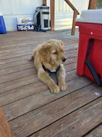 Creede, a male Golden Retriever for sale in San Angelo, TX – 10 of 10