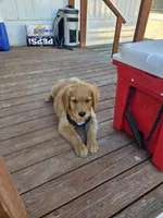 Creede, a male Golden Retriever for sale in San Angelo, TX – 8 of 10
