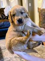 Red, a male Golden Retriever for sale in San Angelo, TX – 3 of 10