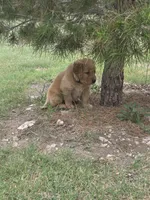 Red, a male Golden Retriever for sale in San Angelo, TX – 10 of 10