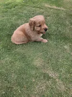 Red, a male Golden Retriever for sale in San Angelo, TX – 7 of 10