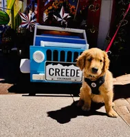 Creede, a male Golden Retriever for sale in San Angelo, TX – 7 of 10