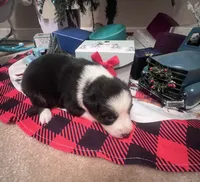 Firestar/AKC, a female Australian Shepherd for sale in Greenville, SC – Photo 3 of 3