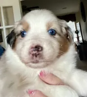Nova/AKC, a female Australian Shepherd for sale in Greenville, SC – Photo 1 of 4