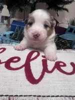 Nova/AKC, a female Australian Shepherd for sale in Greenville, SC – Photo 2 of 4