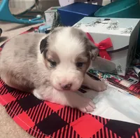 Nova/AKC, a female Australian Shepherd for sale in Greenville, SC – Photo 4 of 4