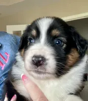 Mystique/AKC, a female Australian Shepherd for sale in Greenville, SC – Photo 1 of 5