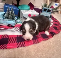 Mystique/AKC, a female Australian Shepherd for sale in Greenville, SC – Photo 2 of 5