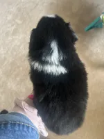 Mystique/AKC, a female Australian Shepherd for sale in Greenville, SC – Photo 5 of 5